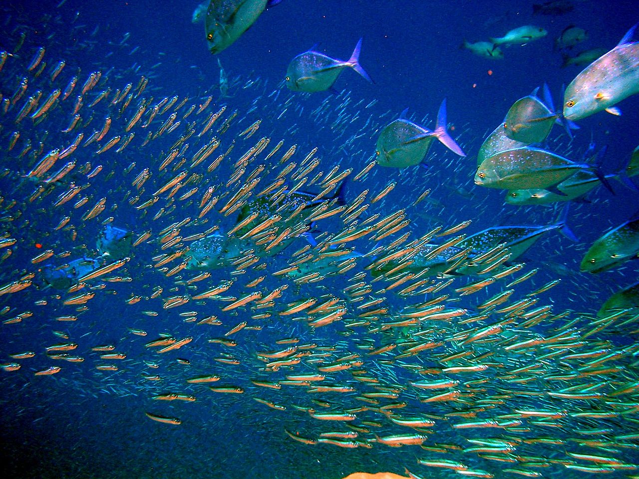 Moofushi Kandu fish by Bruno de Giusti - Own work. Licensed under CC BY-SA 2.5 it via Commons - https://commons.wikimedia.org/wiki/File:Moofushi_Kandu_fish.jpg#/media/File:Moofushi_Kandu_fish.jpg